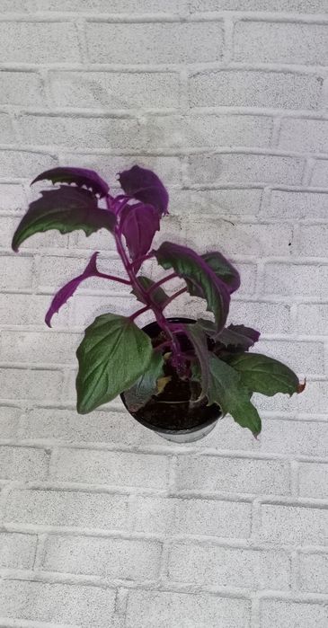 Продам излишки растений недорого