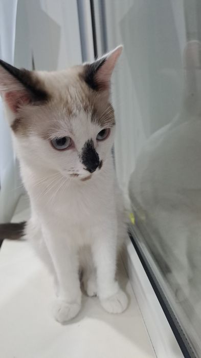 Отдам В Добрые руки