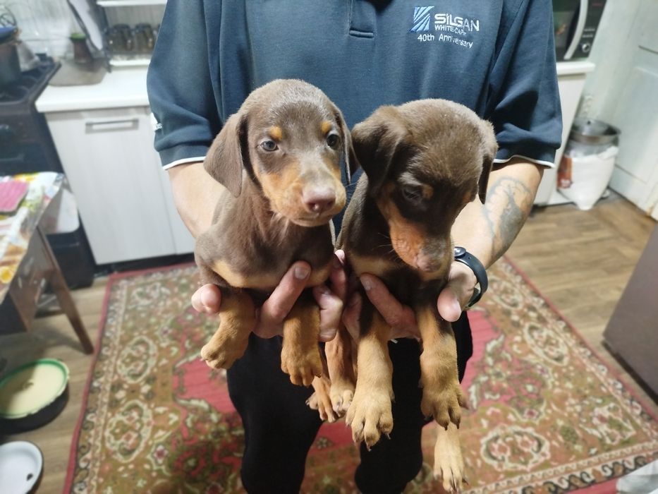 Доберманы американский и европейский