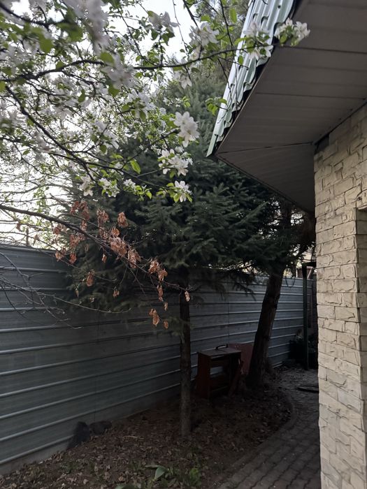 Продаю Елки по цене договоримся