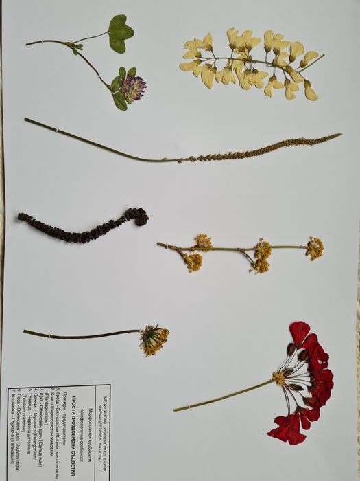 Морфологичен хербарий