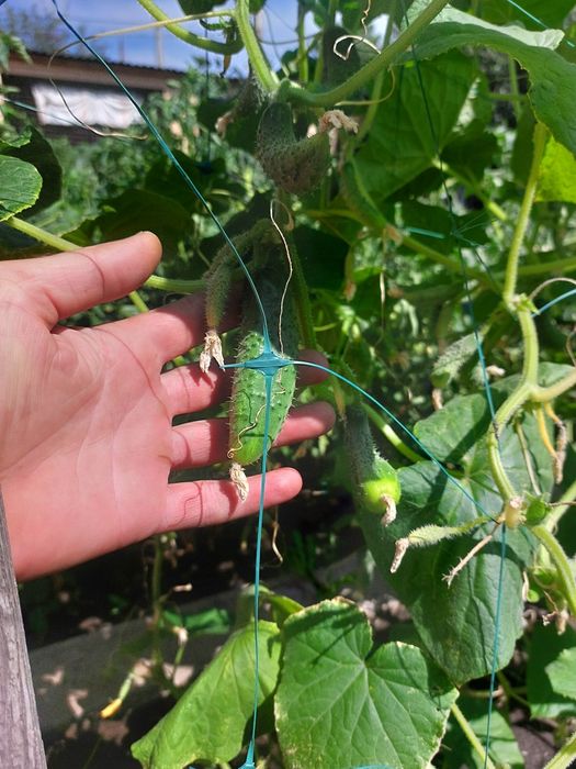 Продам домашние огурцы