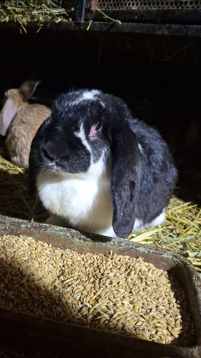 Кролики мясной породы