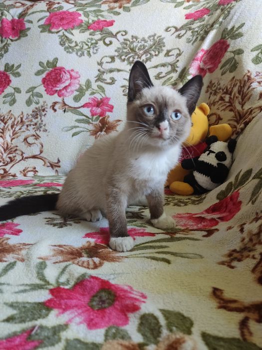 Отдам бесплатно котят