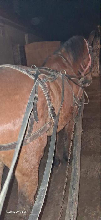 Vand cal castrat de 8 ani