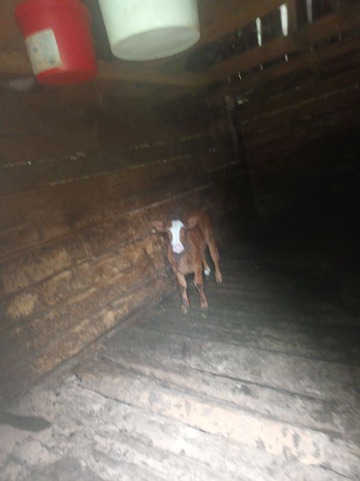 Vând 2 vaci cu viței