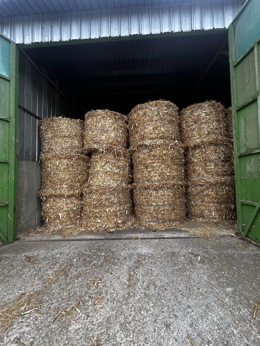 Бали Церевични 2025г.