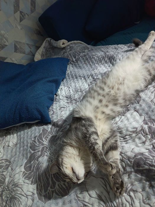 Отдам даром кот и кошка