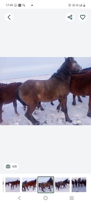 Продам лошади согым.