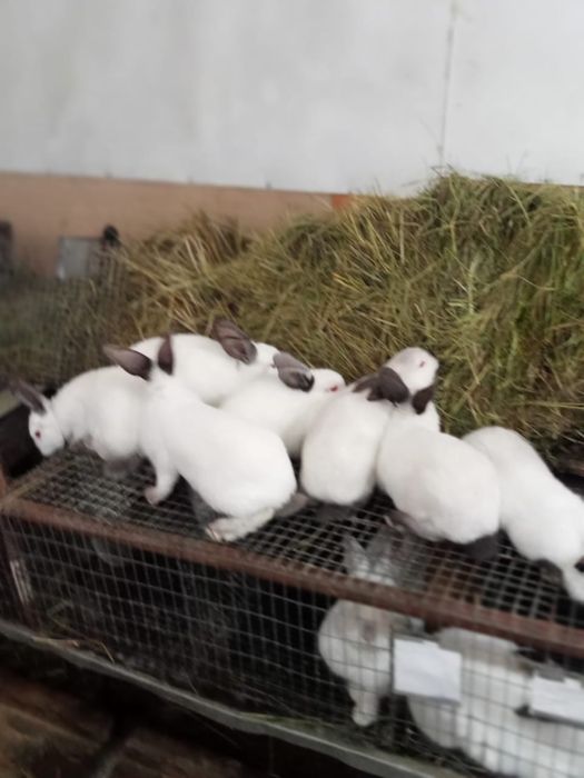 Продам кроликов…
