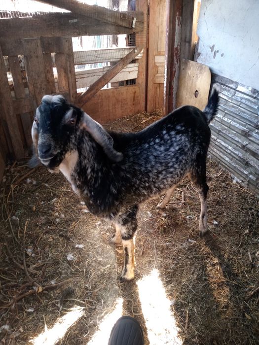 Козел на покрытие или продам.