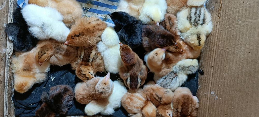 Домашние цыплята