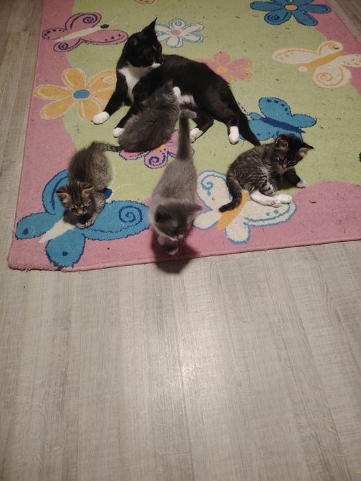 Donez pui de pisica au 7 săptămâni