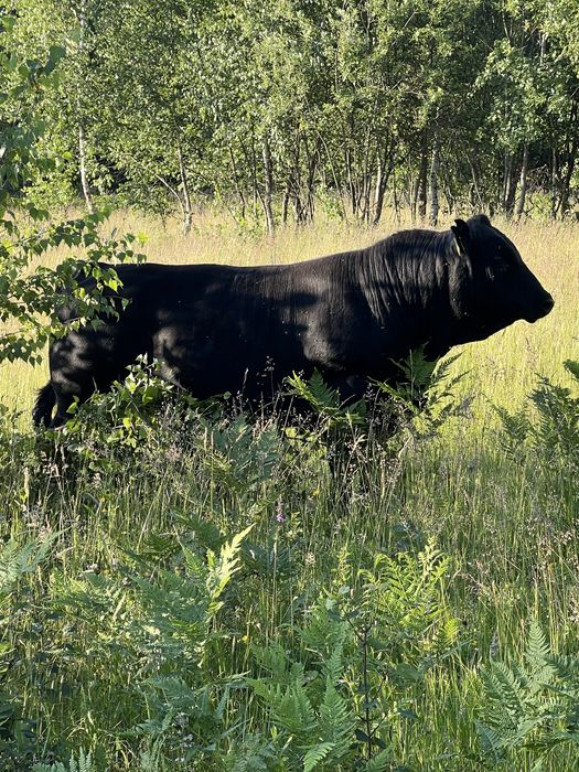 Taur angus cu juninca