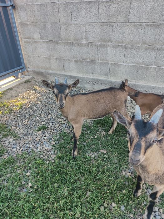 Vând ieduță alpină franceză