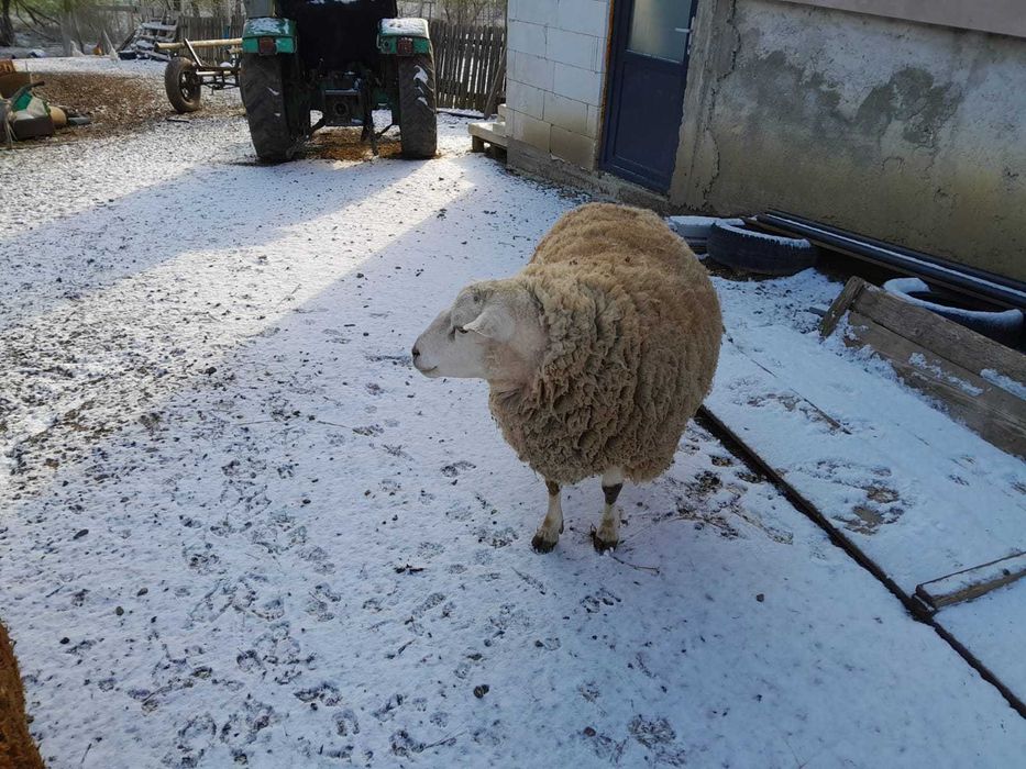 De vanzare berbecuți si berbec rasă de carne