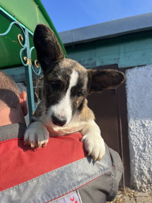 Вельш корги кардиган