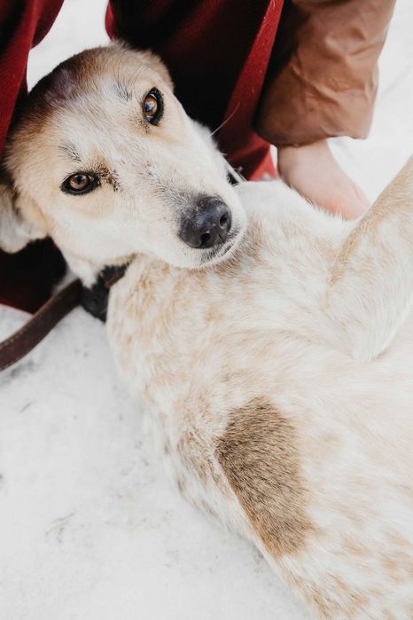 Белоснежка ищет дом