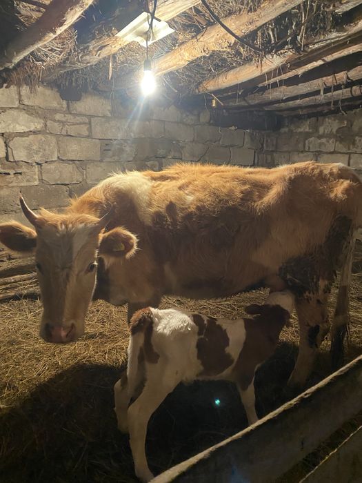 продам первотелку с теленком