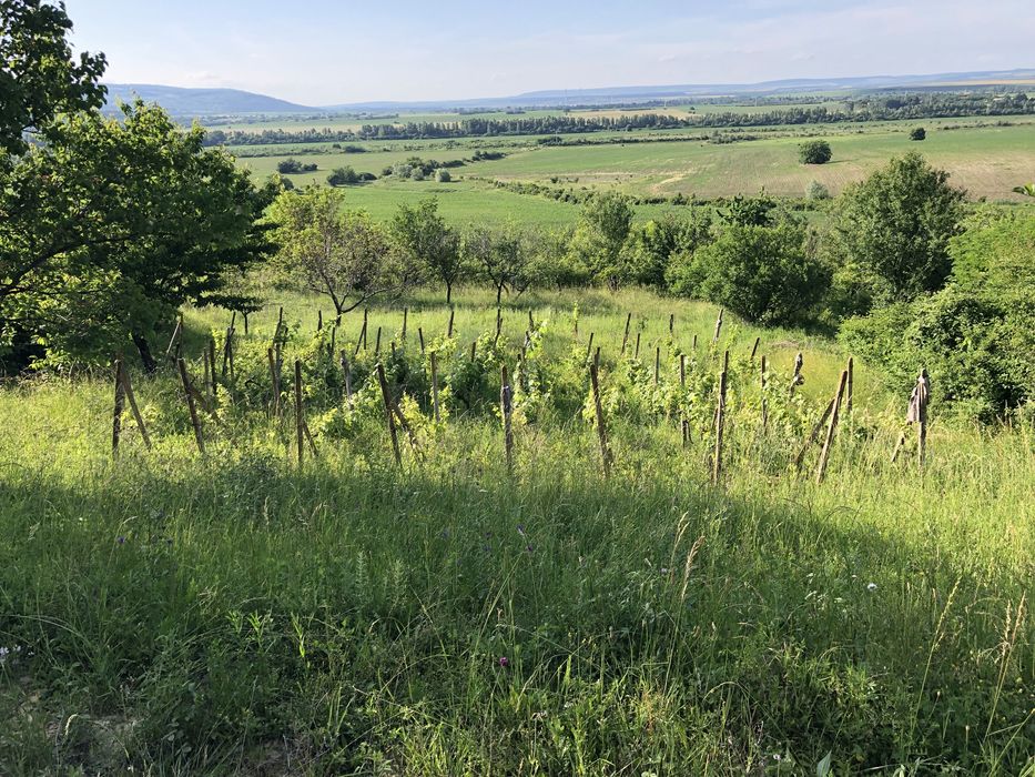 Продава се Парцел в с. Разбойна, Област Търговище - 901 кв.м за 10 €/кв.м - Снимка #1