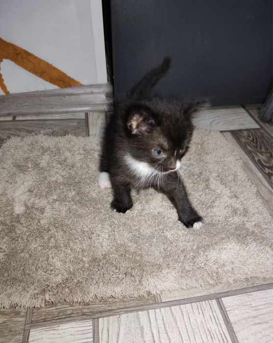 отдам котят 1 месяц