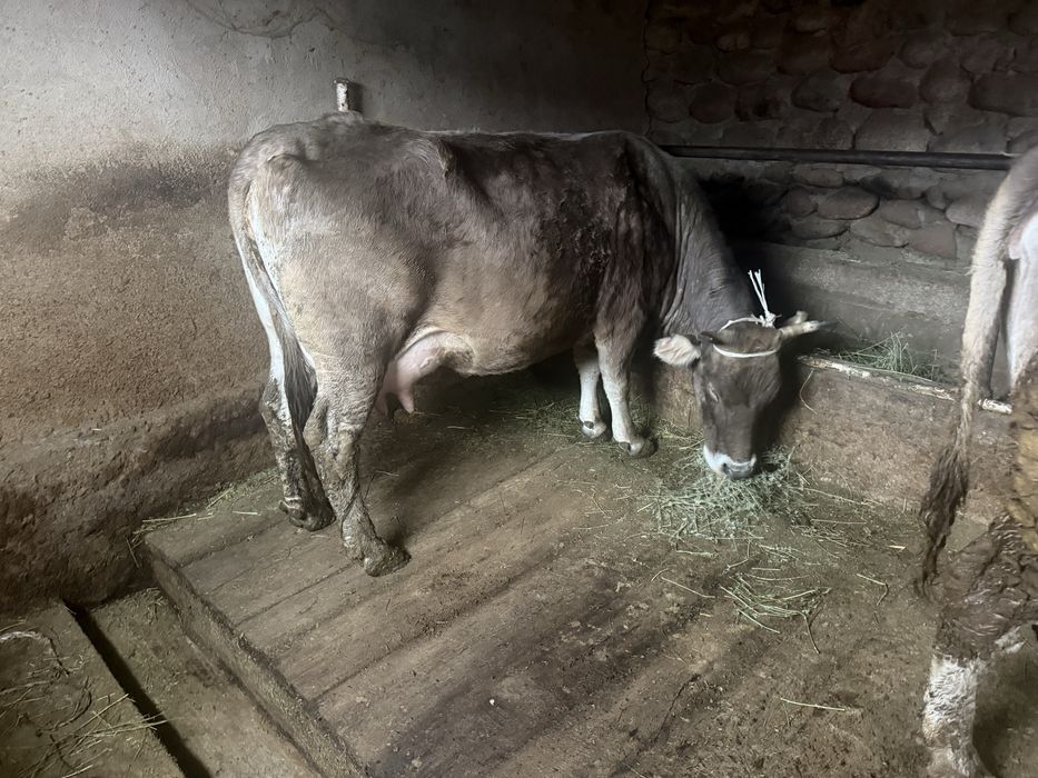 продаю коров элитных