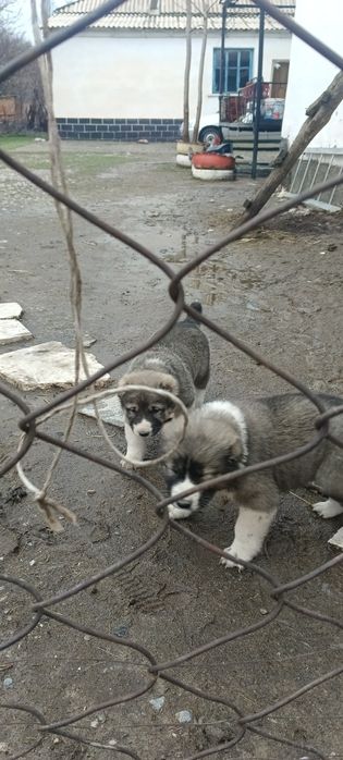 Күшіктер сатылады