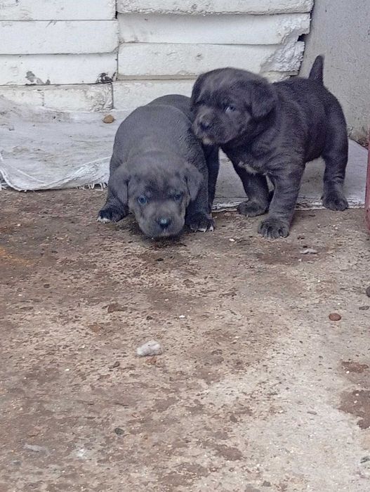 Cane Corso малки