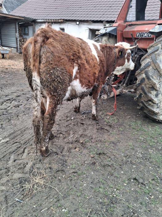 Vând  junica gestanta