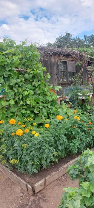 Продам дачу в обществе Союз