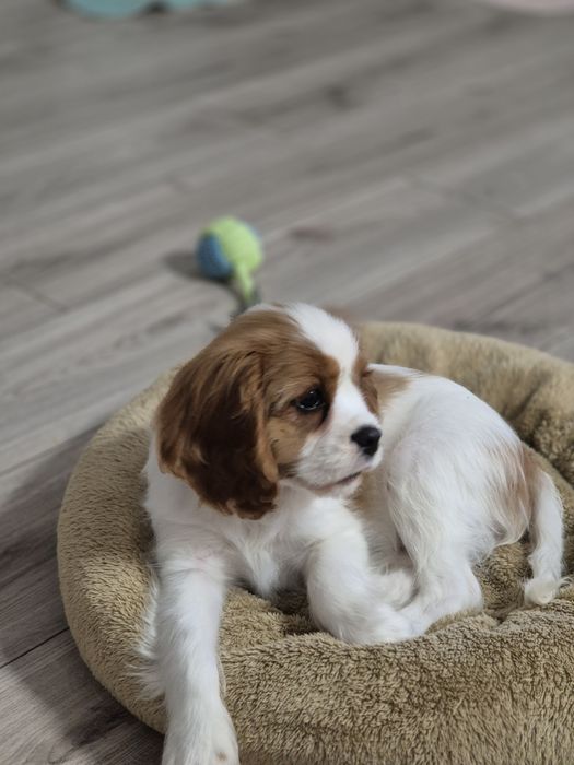 Cavalier king charles