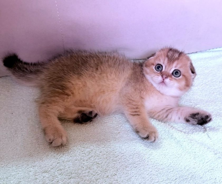 Шотландские котята. Золотая шиншилла