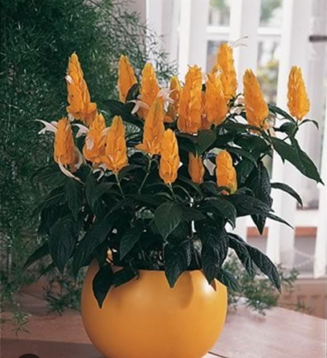 Продам ростки пахистахиса