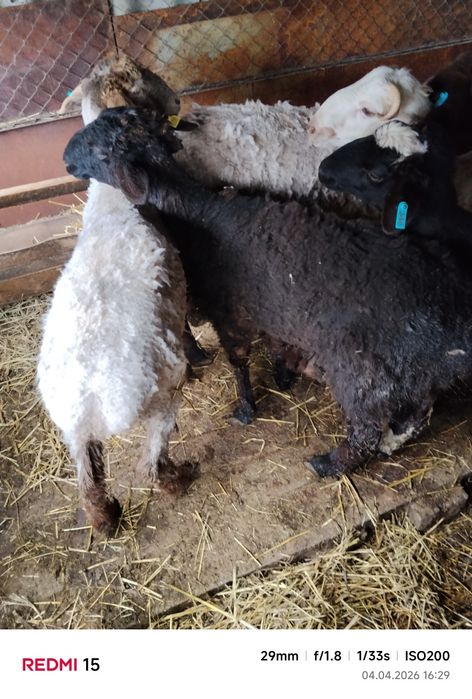 Продам баран с откорма