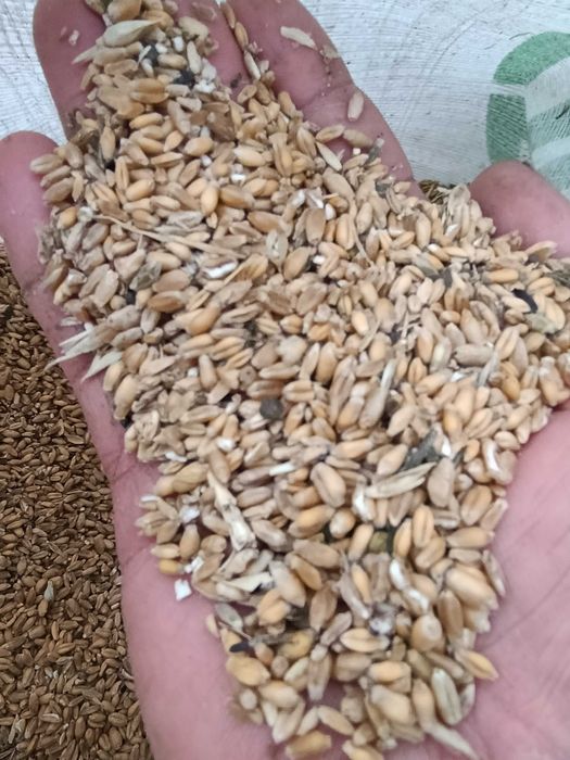 Продам  пшеница в мешках