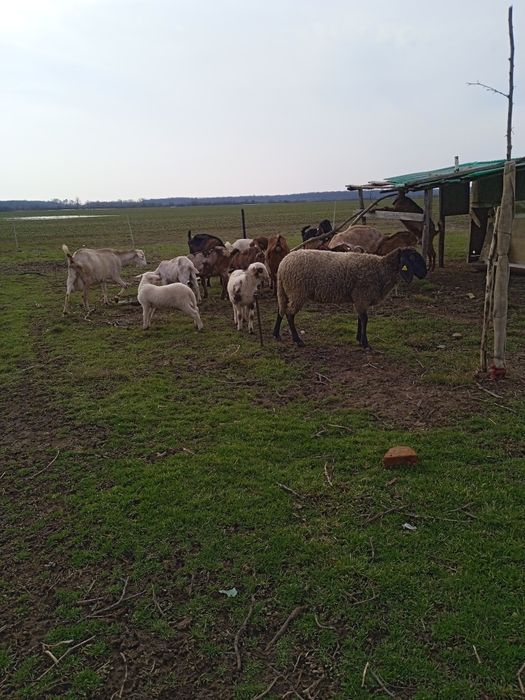 Două țigăi sârbești și o carabașă foarte mare gestanta