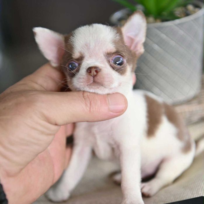 Мъжко миниатюрно чихуахуа бяло шоколадово
