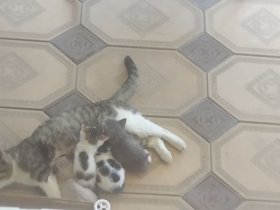 Отдам в добрые руки