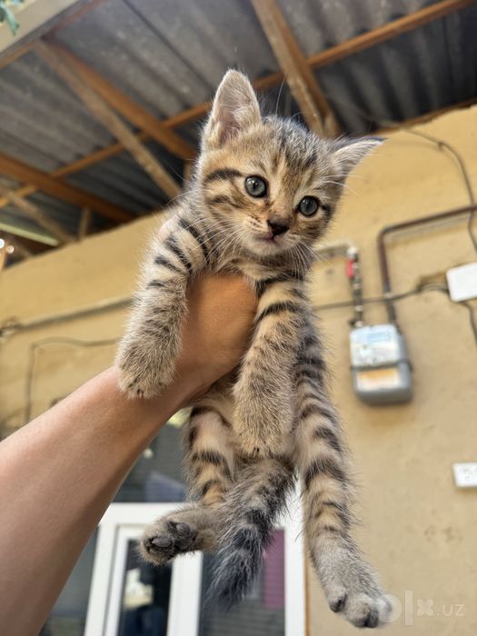 Котятя в добрые руки!