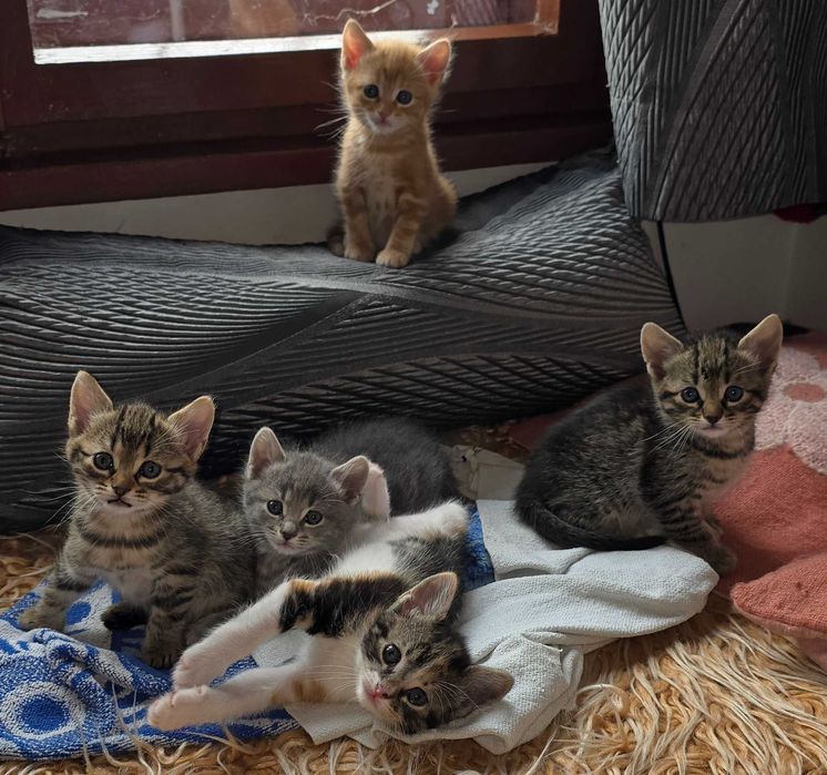 Красиви котета с навици за живот в домашна среда!
