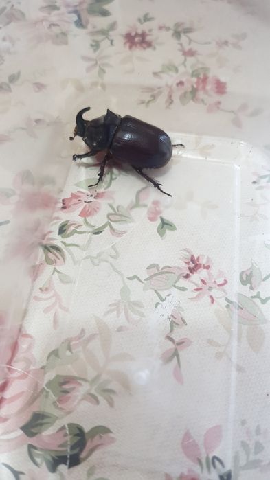 Жук  насарог  для  тирариума