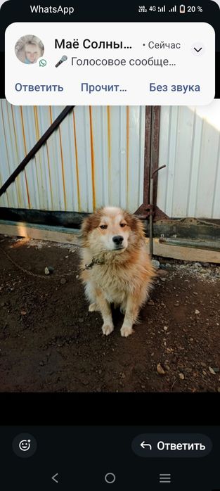 Отдам в добрые руки