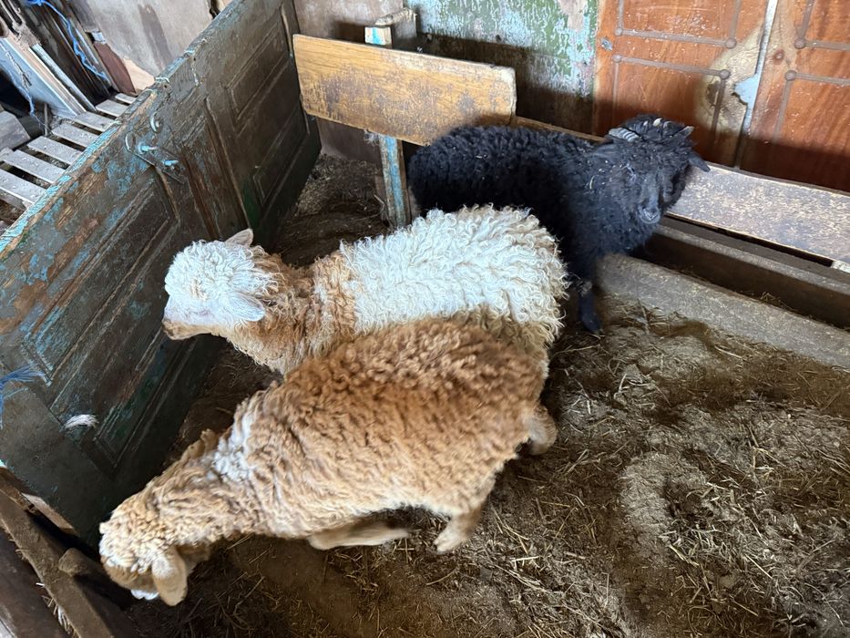 Продам ягнят пяти месячные