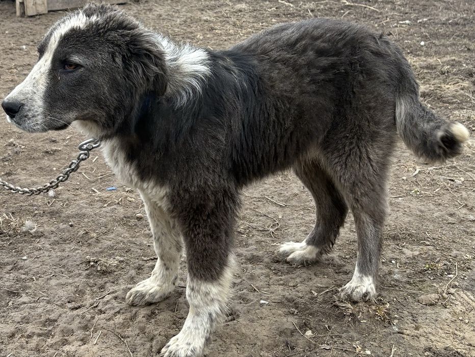 Талғар Ақдалада 5айлық күшік