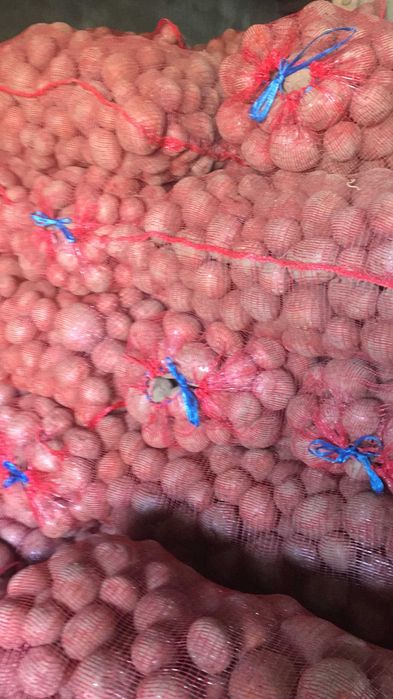 cartofi consum si samanta