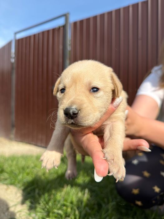 Familie de labradori
