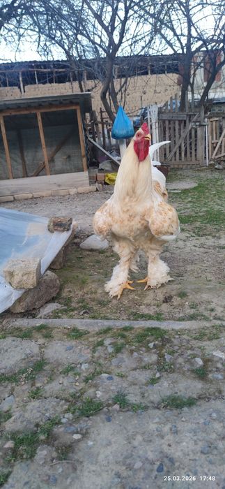 Продаётся чистокровный брама,10 месяцев крупный цвет белое золот