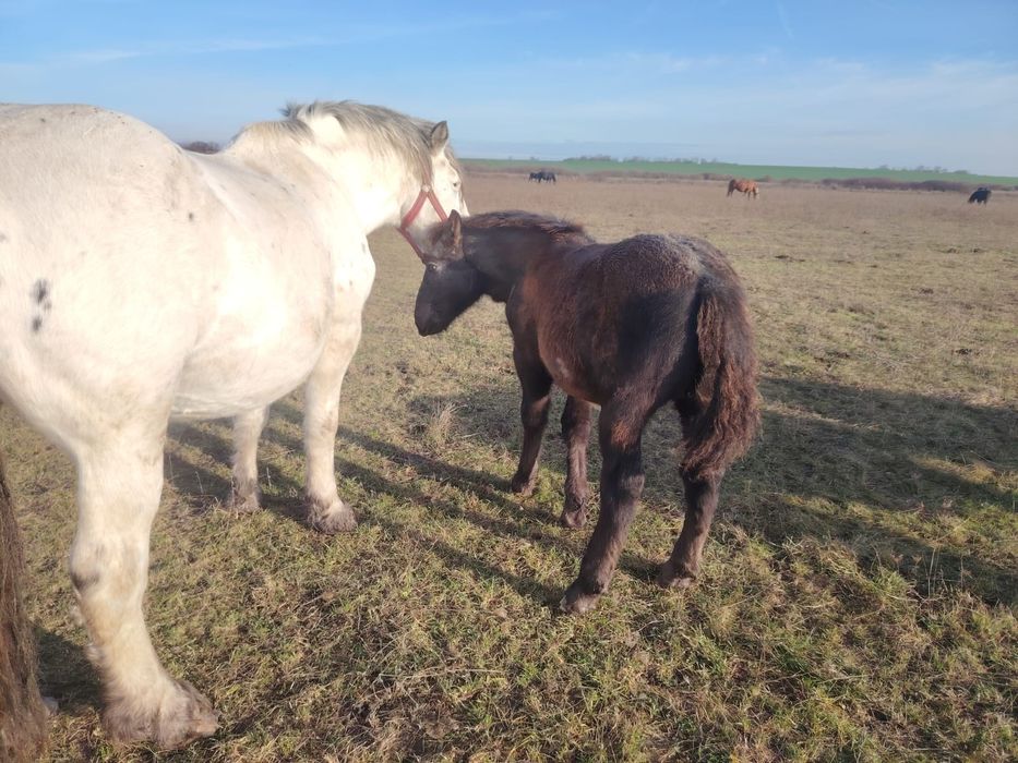 Manz de 5 luni rasa noriker din parinti cu pedigree