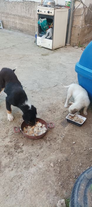 Kuchuklar tekinga beriladi