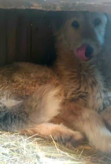 Щенок  подросток ищет дом